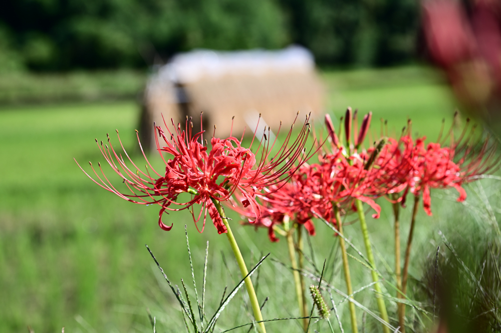 中荻野のヒガンバナの写真