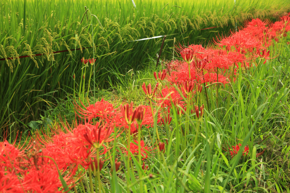 中荻野のヒガンバナの写真