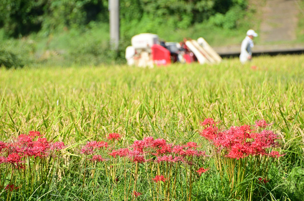 中荻野のヒガンバナの写真