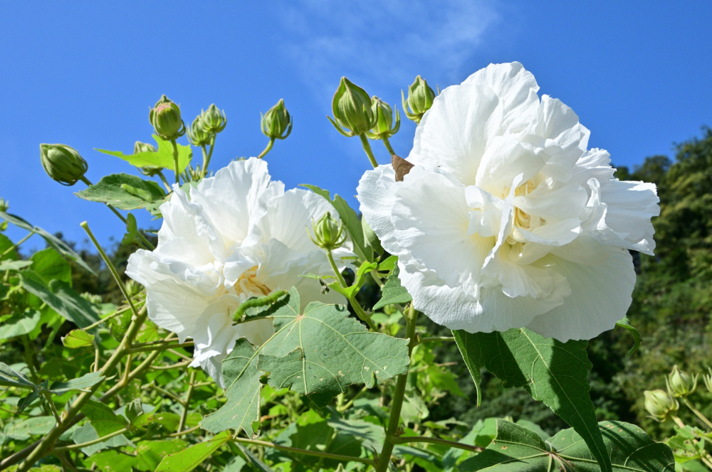 県立七沢森林公園(さくらの園)のスイフヨウの写真