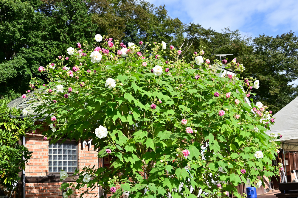 県立七沢森林公園(さくらの園)のスイフヨウの写真