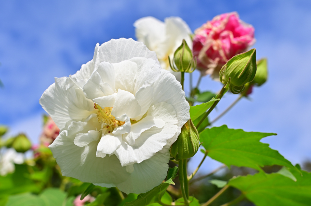 県立七沢森林公園(さくらの園)のスイフヨウの写真