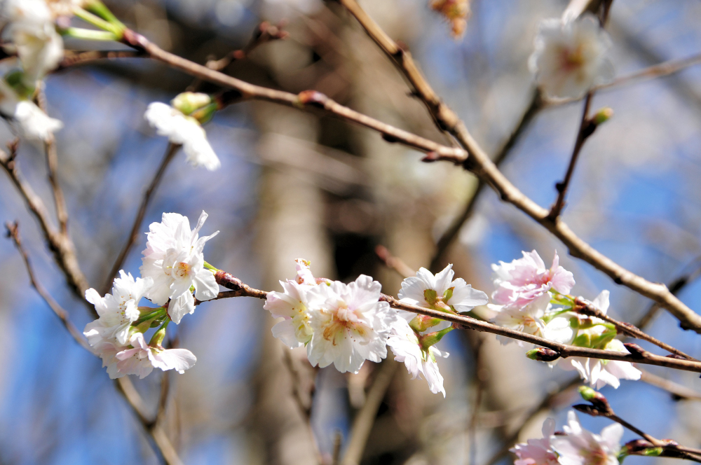 県立七沢森林公園（さくらの園）のジュウガツザクラの写真