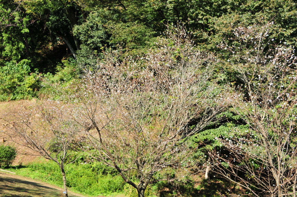 県立七沢森林公園（さくらの園）のジュウガツザクラの写真