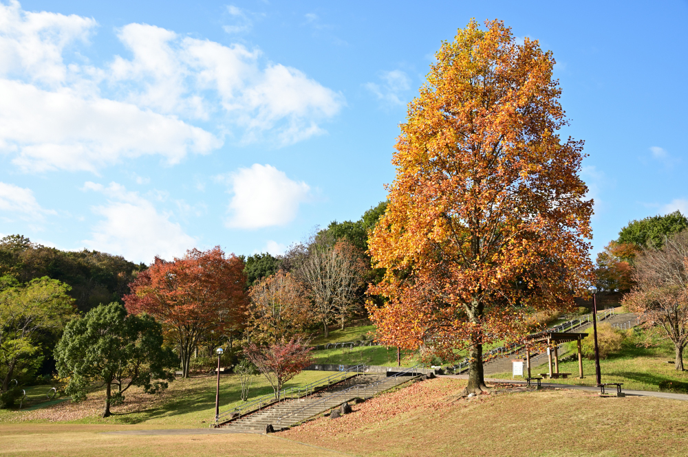 荻野運動公園の紅葉の写真