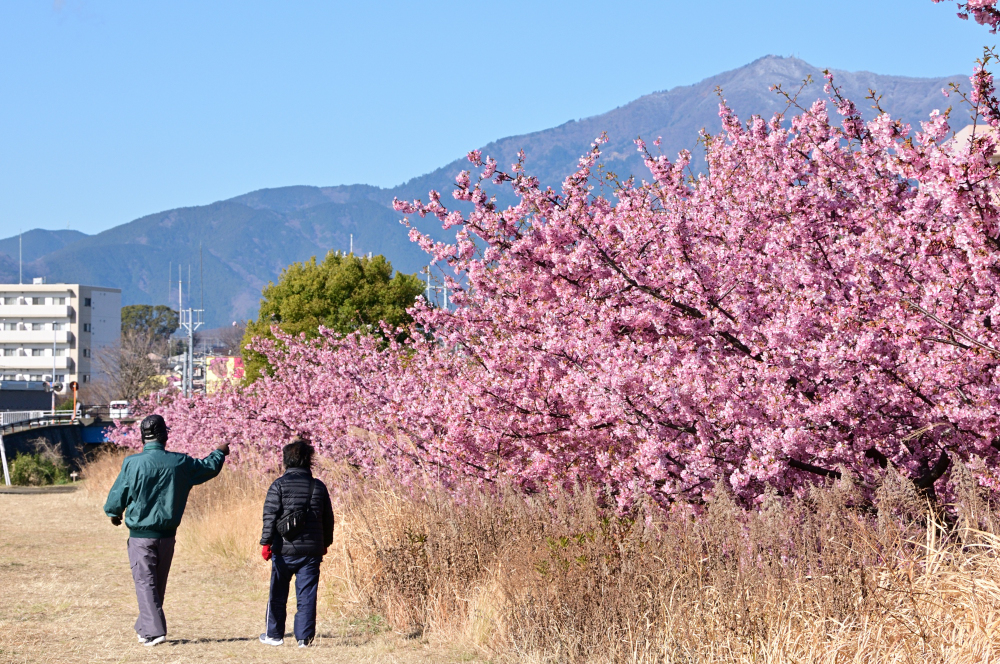 妻田南1丁目(小鮎川沿い)のカワヅザクラの写真