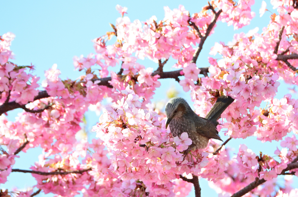 妻田南1丁目(小鮎川沿い)のカワヅザクラの写真