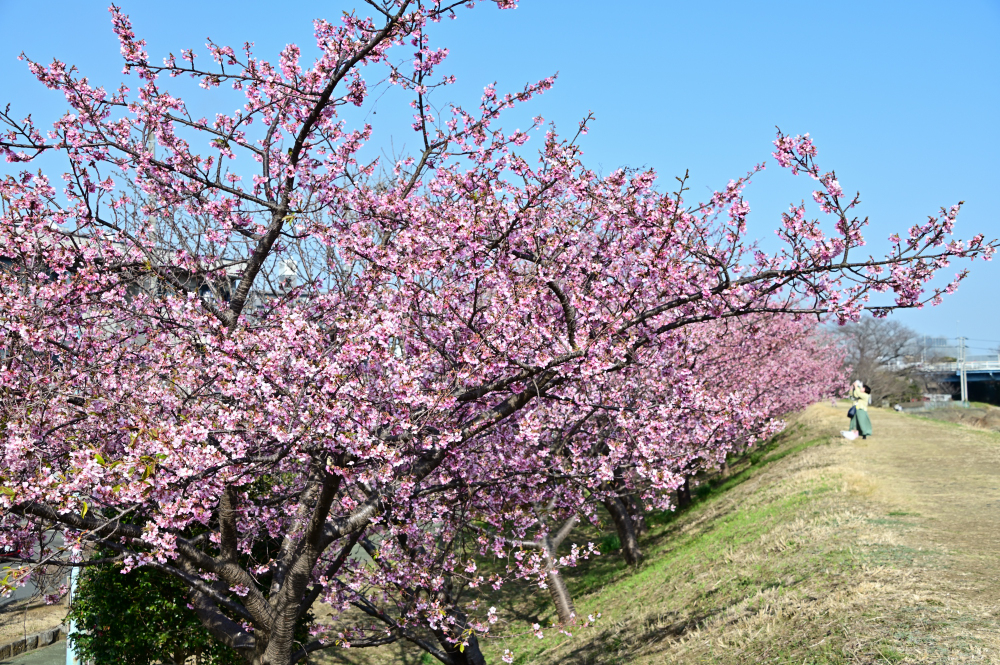 妻田南1丁目(小鮎川沿い)のカワヅザクラの写真