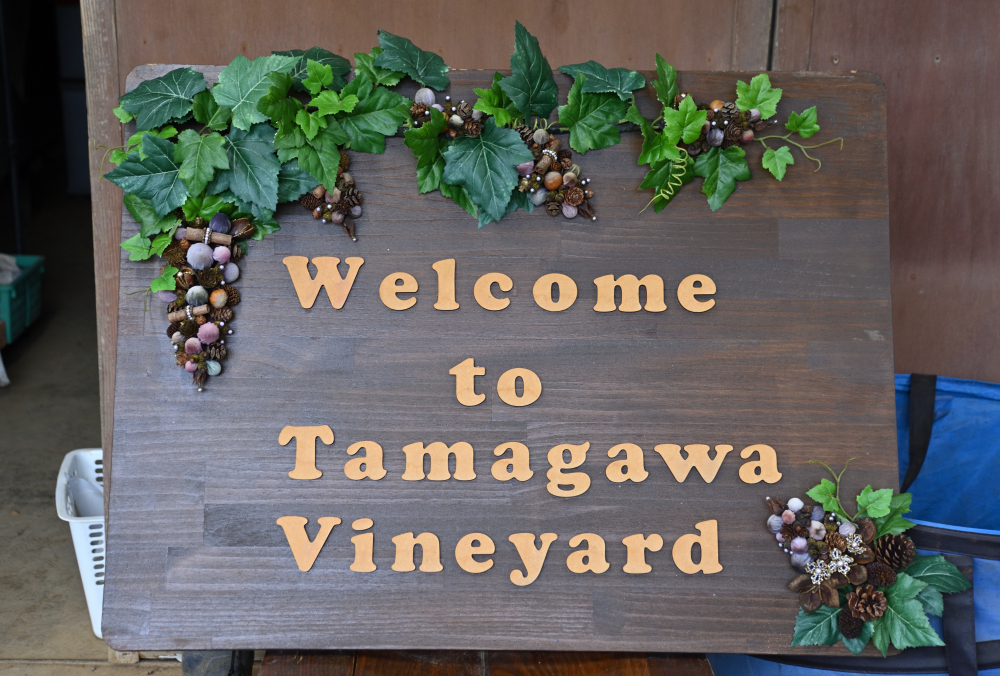 ブドウ狩りの写真