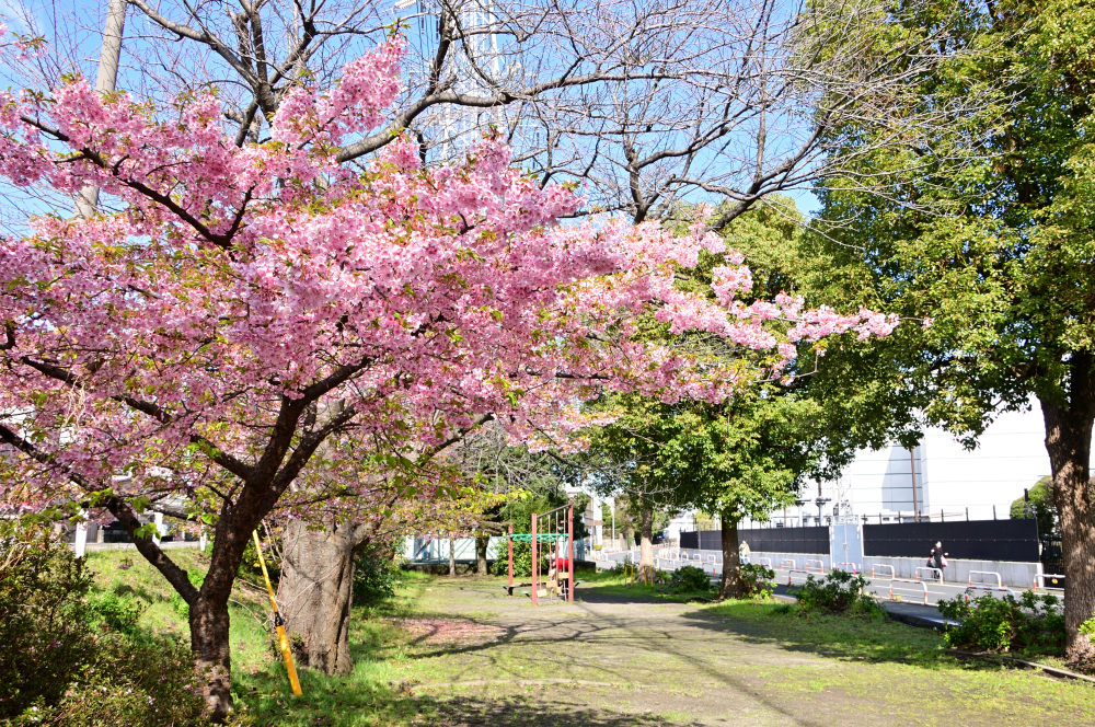 ふじみ公園のカワヅザクラの写真