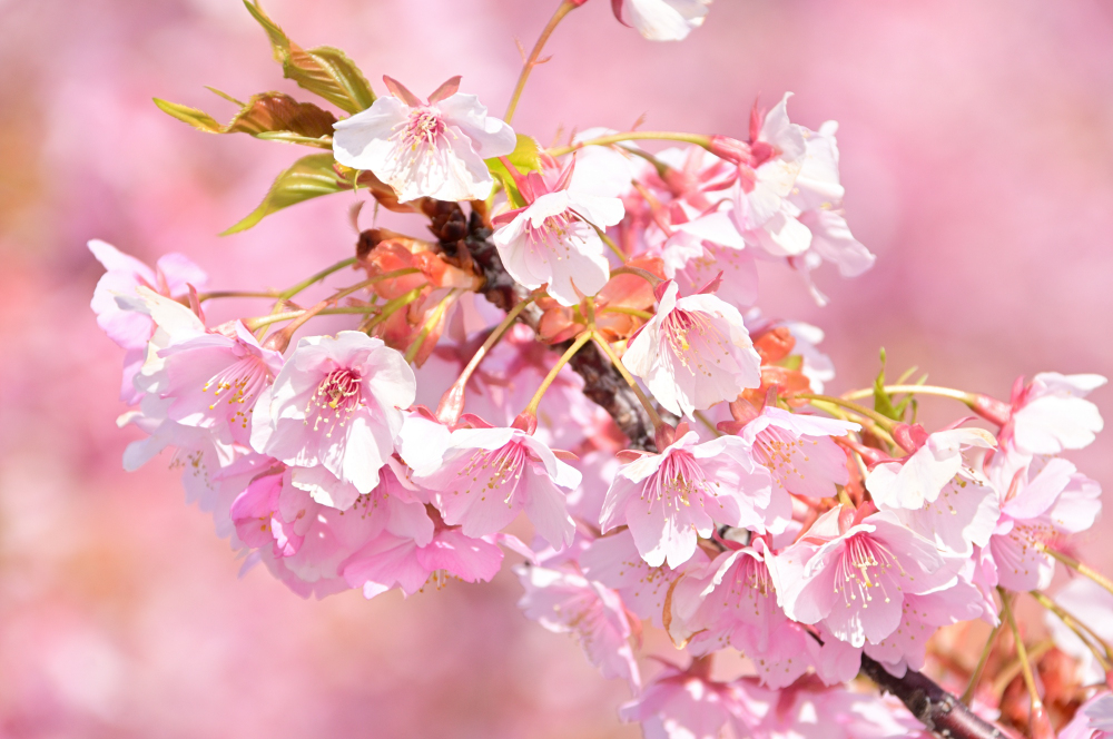 ふじみ公園のカワヅザクラの写真