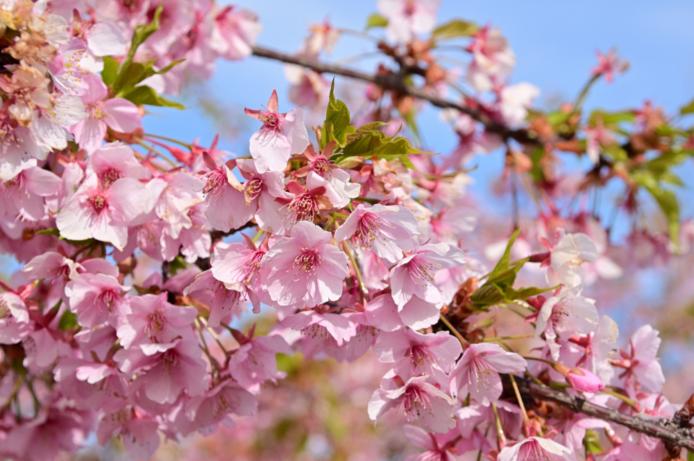 フラワーパーク下依知のカワヅザクラの写真