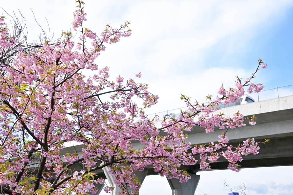 フラワーパーク下依知のカワヅザクラの写真