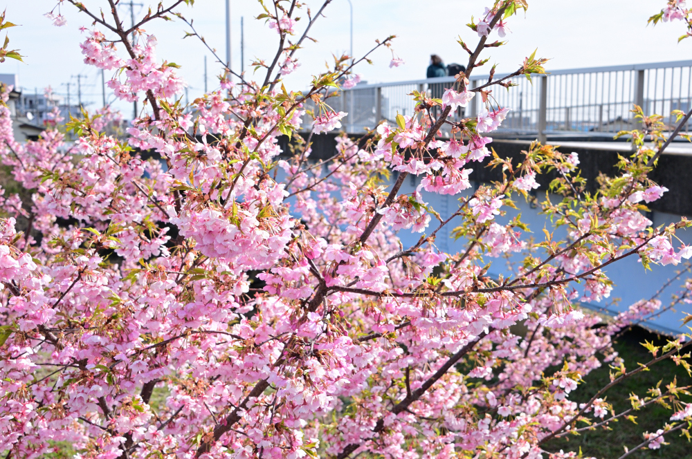 吾妻町青少年広場周辺（小鮎川沿い）のカワヅザクラの写真