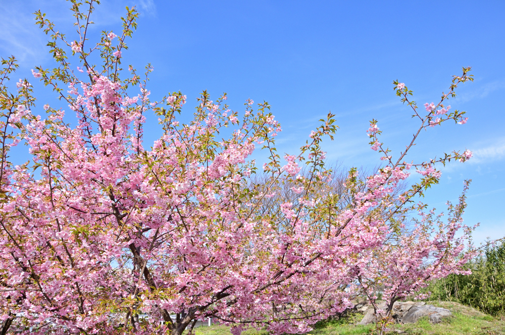 吾妻町青少年広場周辺（小鮎川沿い）のカワヅザクラの写真