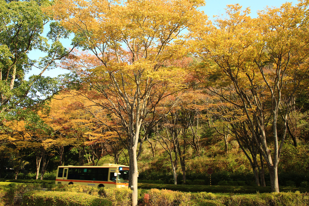 若宮公園・森の里の街路の紅葉の写真