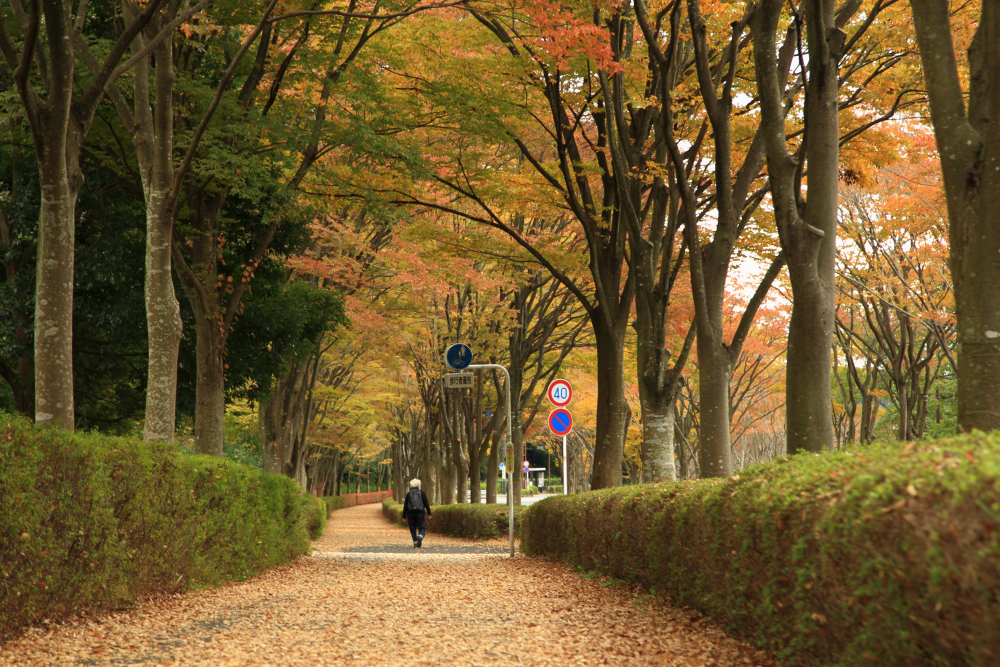 若宮公園・森の里の街路の紅葉の写真