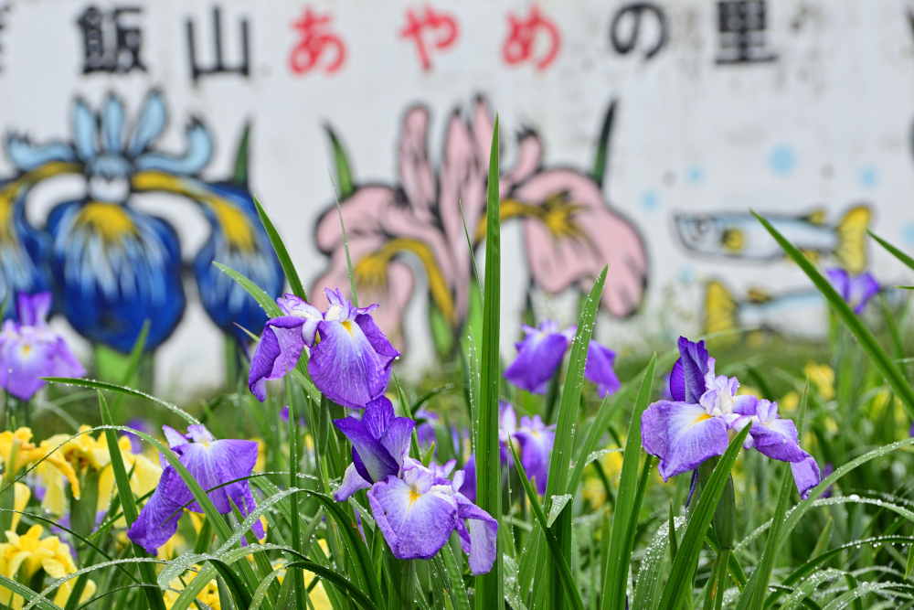 飯山あやめの里のアヤメの写真