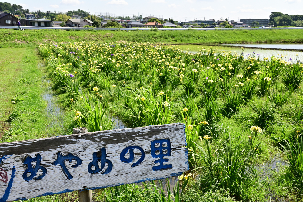 飯山あやめの里のアヤメの写真