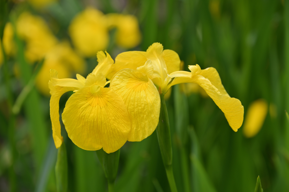 下古沢(厚木市斎場入口)のアヤメの写真