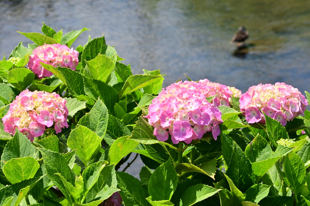 小野（玉川沿い）のアジサイの写真