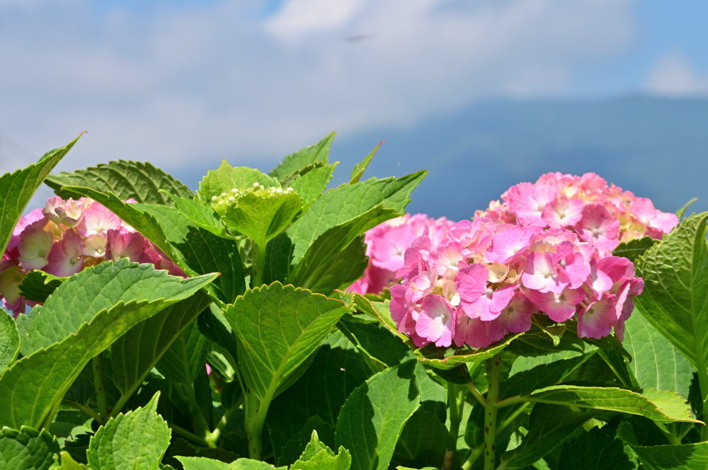 小野（玉川沿い）のアジサイの写真