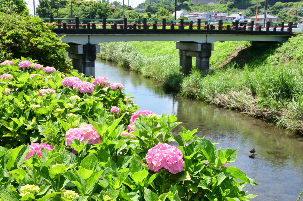 小野（玉川沿い）のアジサイの写真