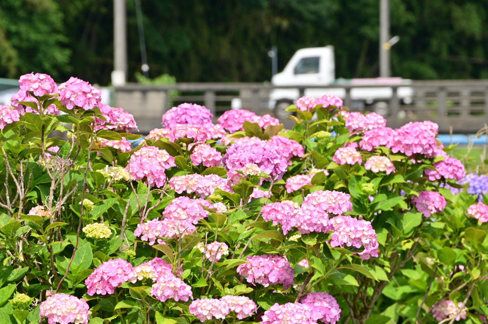  飯山・久保橋周辺（小鮎川沿い）のアジサイの写真