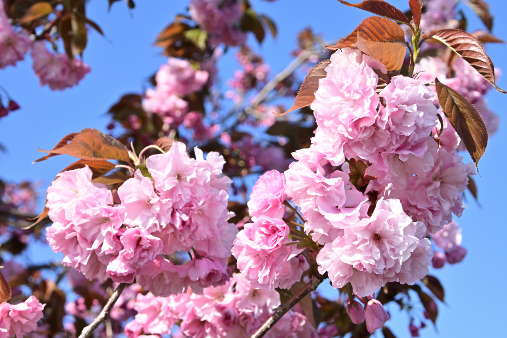 小鮎橋上流（小鮎川沿い）のヤエザクラの写真