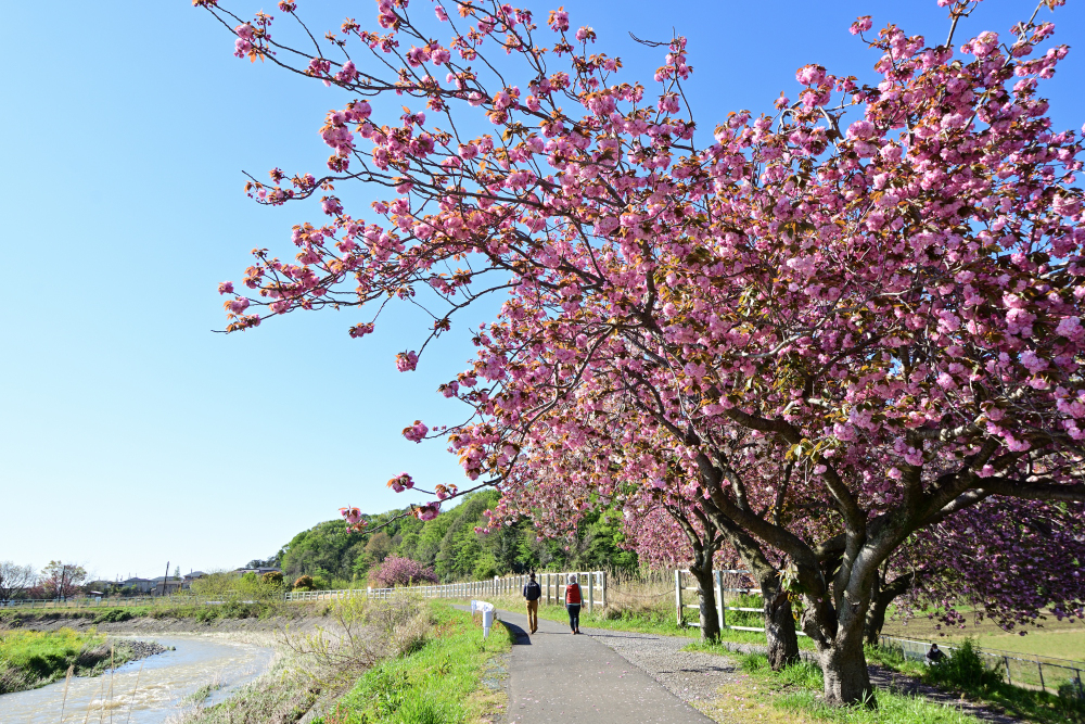 小鮎橋上流（小鮎川沿い）のヤエザクラの写真