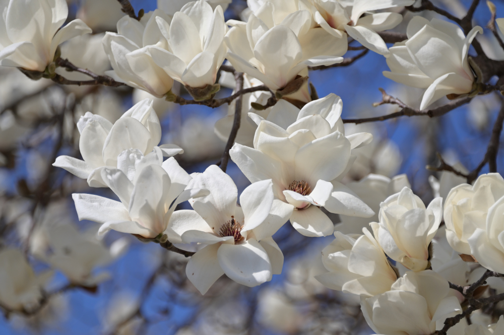 広町公園のモクレンの写真