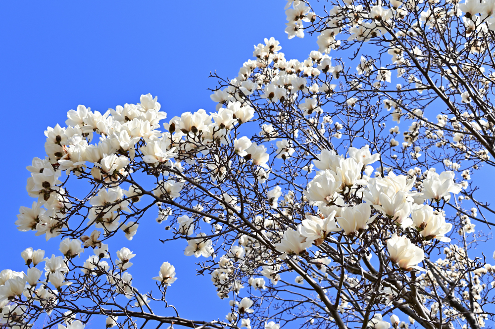 広町公園のモクレンの写真