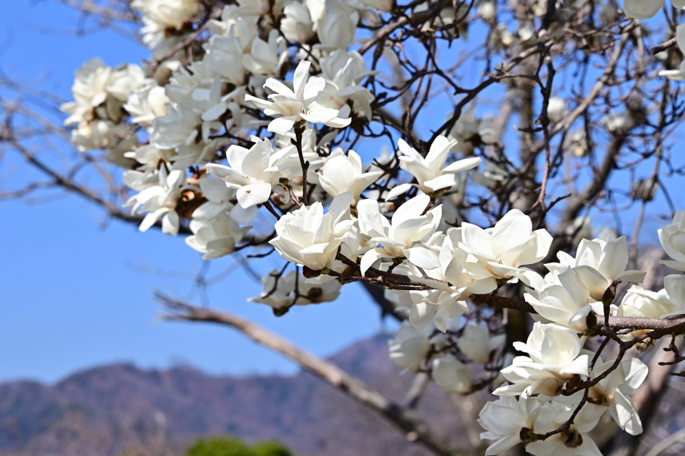 広町公園-モクレン- - 厚木市観光協会 あつぎ観光なび