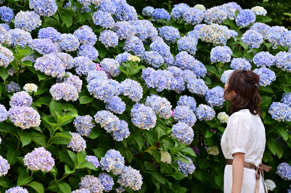 飯山観音長谷寺のアジサイの写真
