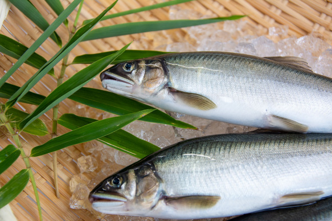 氷でしめた鮮魚ですの画像
