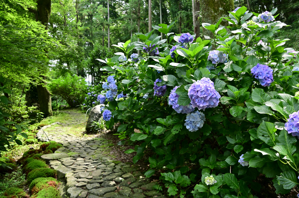 雲渓山常昌院のアジサイの写真