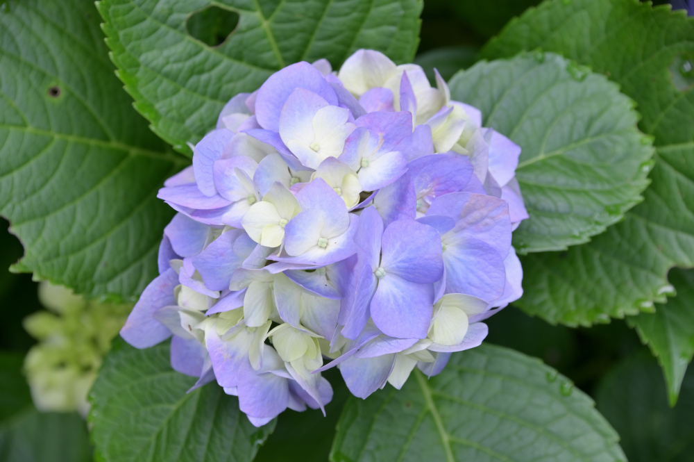 雲渓山常昌院のアジサイの写真