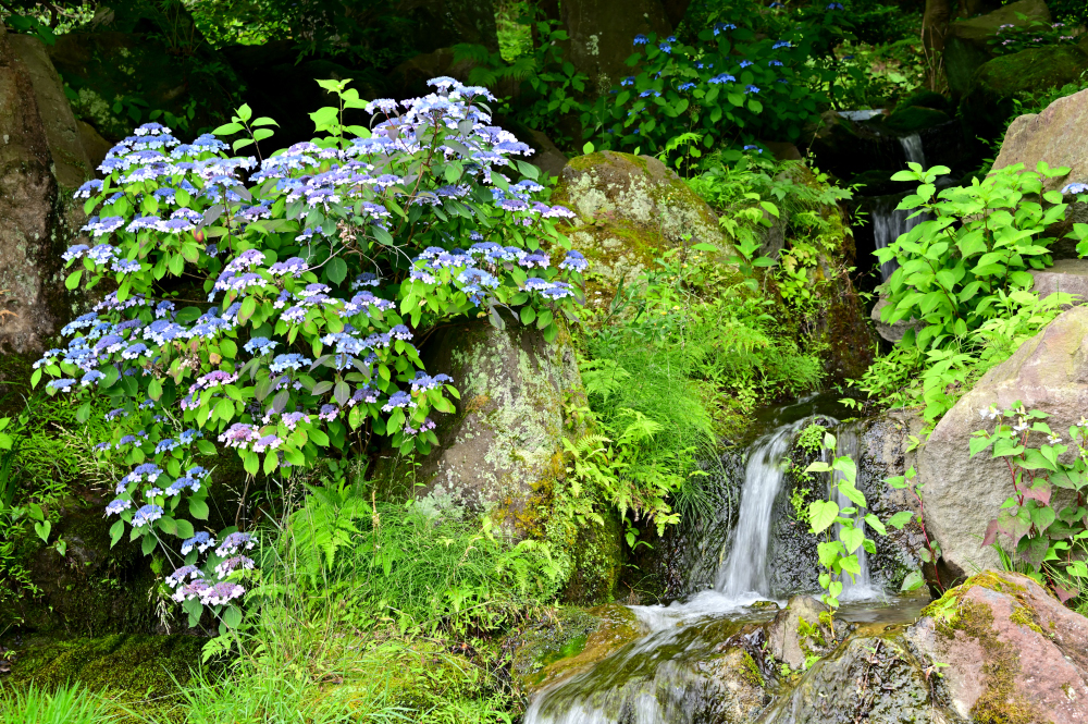 雲渓山常昌院のアジサイの写真