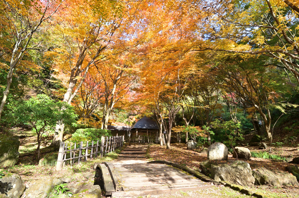 県立七沢森林公園の紅葉の写真