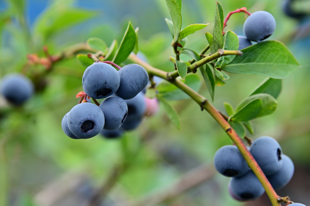 厚木農園のブルーベリー狩りの写真