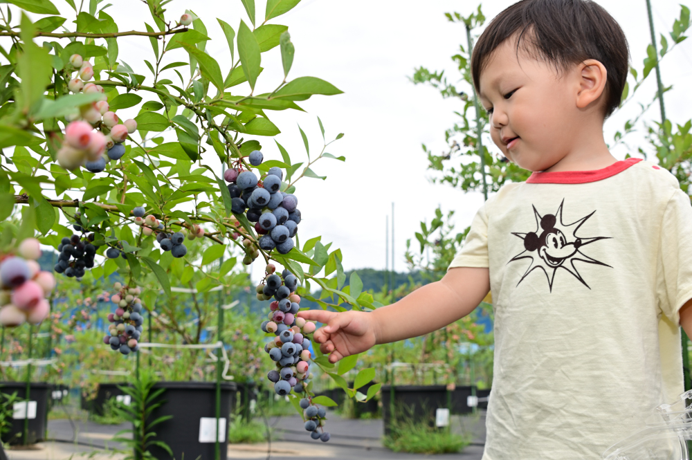 厚木農園のブルーベリー狩りの写真