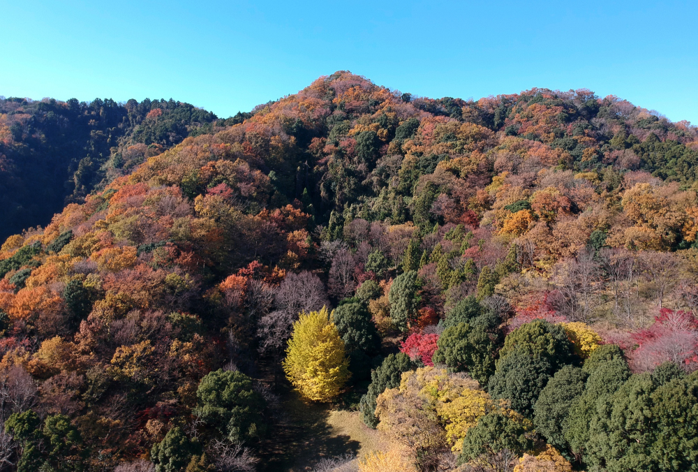 飯山白山森林公園の写真