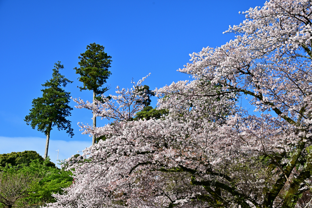 飯山白山森林公園の写真