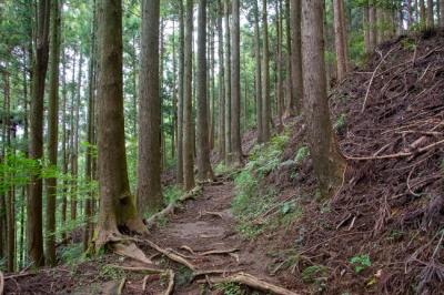 野道の写真