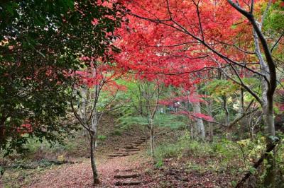 愛宕神社の紅葉の写真