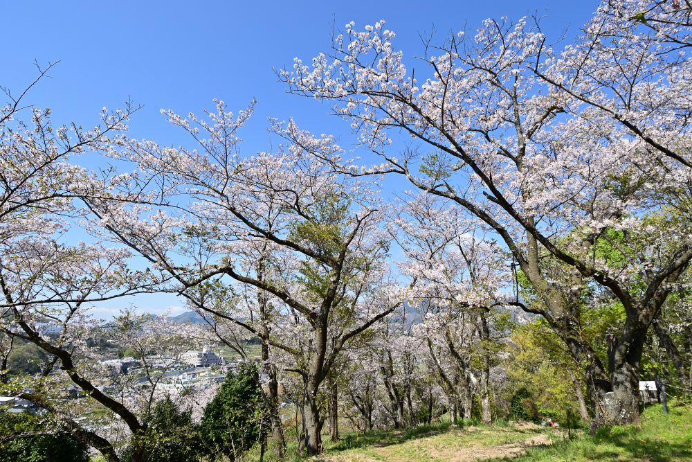 小町緑地の写真