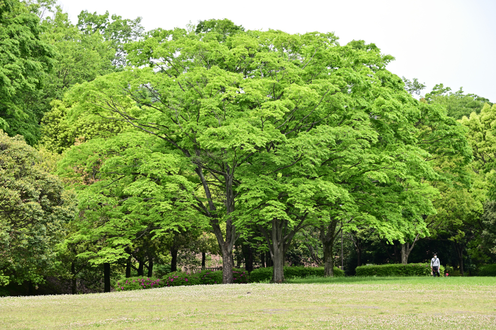 若宮公園の写真