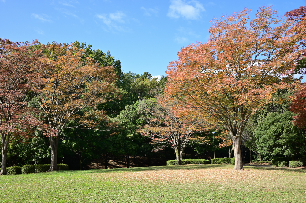 若宮公園の写真