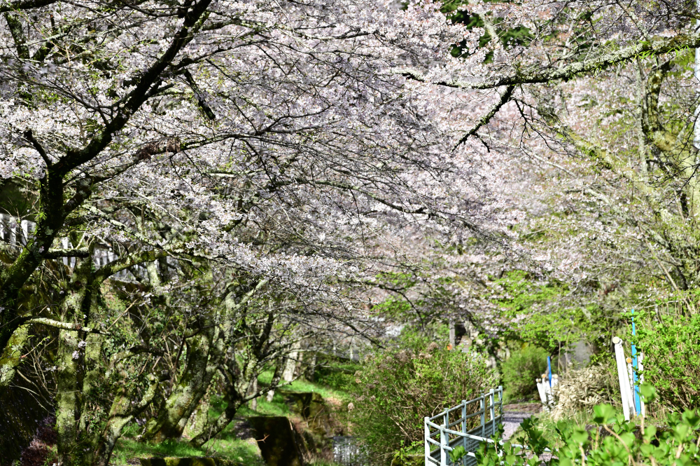 大門通りのサクラの写真