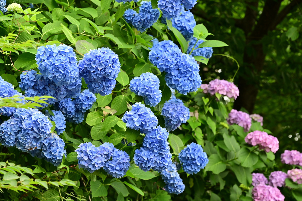 飯山観音長谷寺の写真